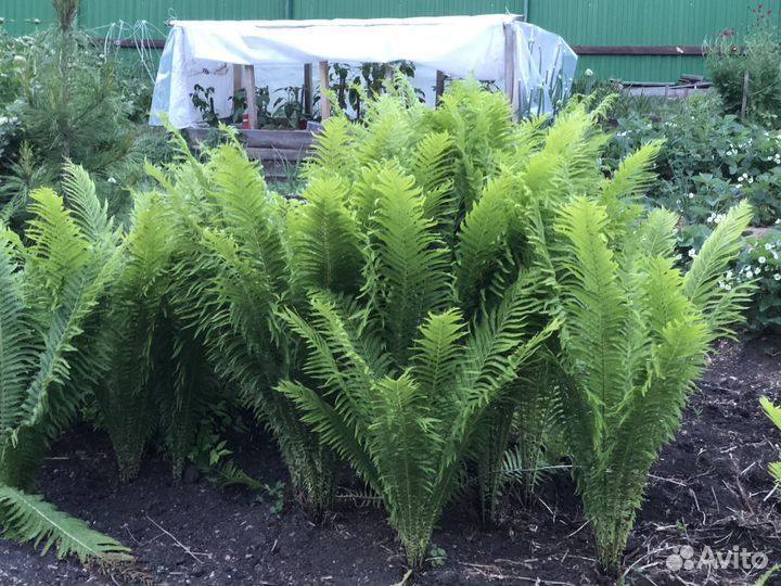 Продажа цветов