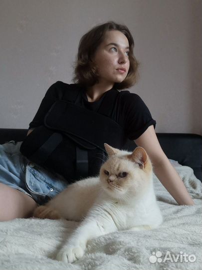 Передержка кошек на время отпуска