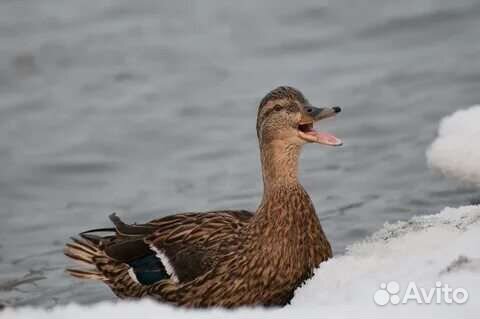 Тульские подсадные утки