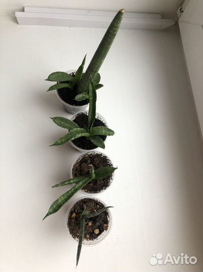 Сансевиерия цилиндрика Обака, цилиндрика, биг лиф