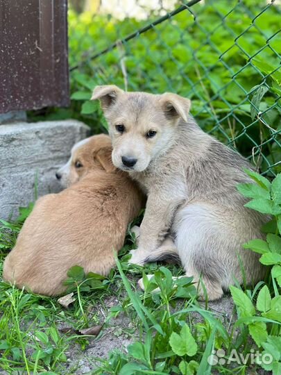 Собака в добрые руки отдам бесплатно