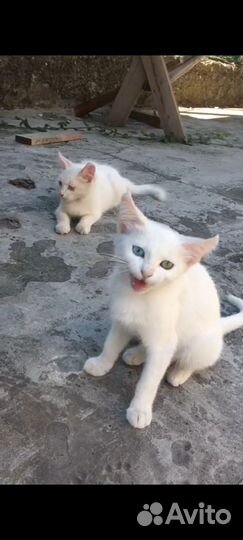 Девочка и мальчик