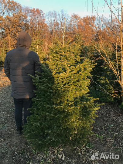 Пихта кавказская