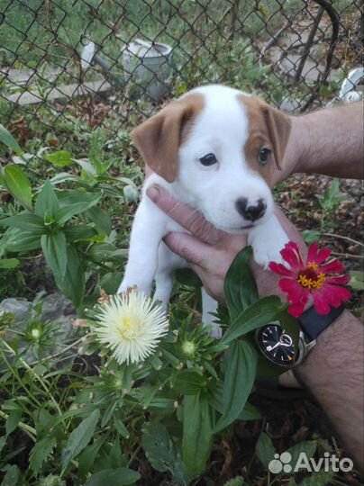 Собаки бесплатно