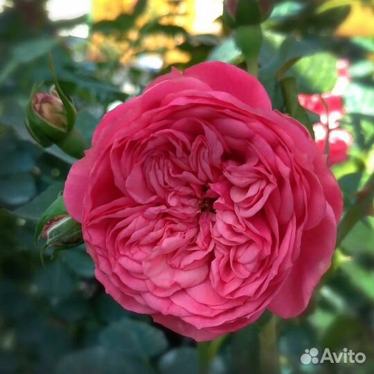 Чайно гибридные розы 3 года