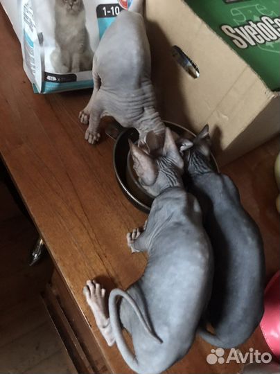 Котёнок канадский сфинкс