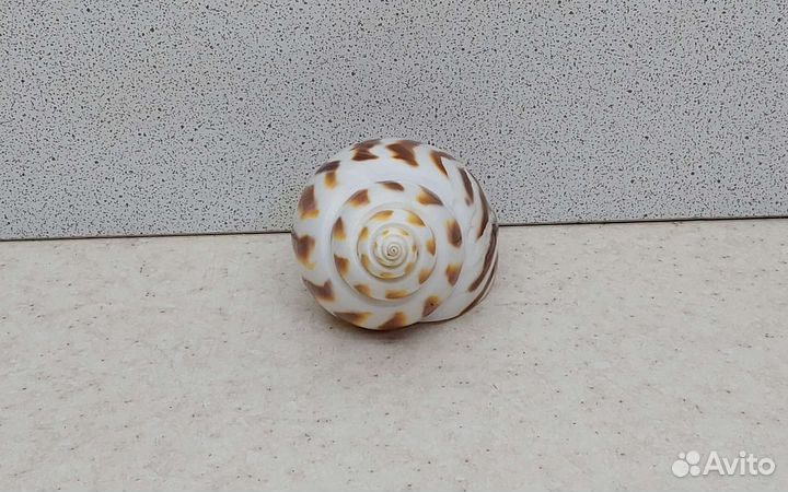 Бабилония 7,1 морская ракушка раковина