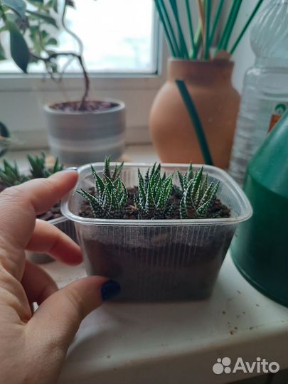 Суккуленты, хавортия детки