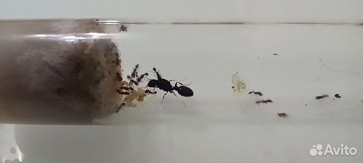 Муравьи tetramorium caespitum