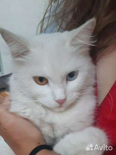 Красивая белая кошка с разными глазами