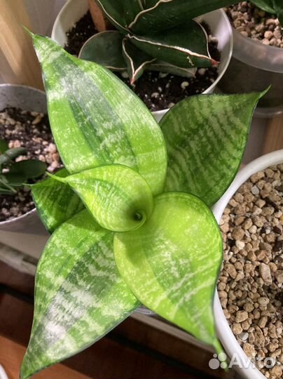 Сансы разных сортов часть 1