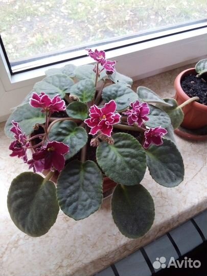 Фиалки, глоксинии-тидеи