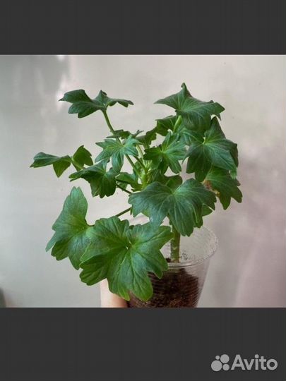 Пеларгонии сортовые 