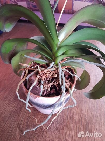 Орхидея фаленопсис, дендробиум нобиле