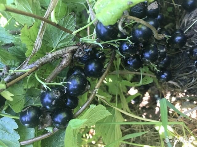 Саженцы сортовой клубники, плодово-ягодных культур