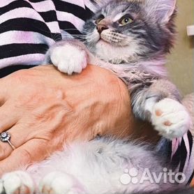 добрые руки - Кошки и котята 🐈 породы Мейн-кун: купить недорого в Москве |  Цены на котов | Авито