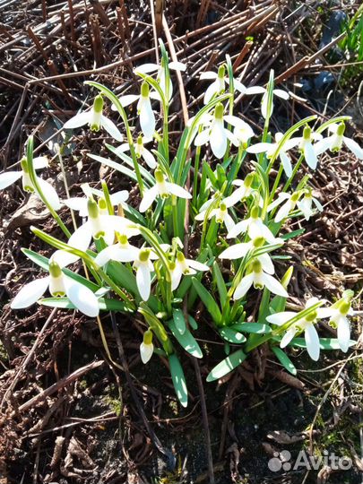 Подснежник