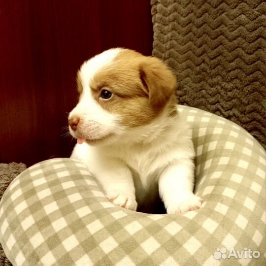 Щенки джек Рассел терьер