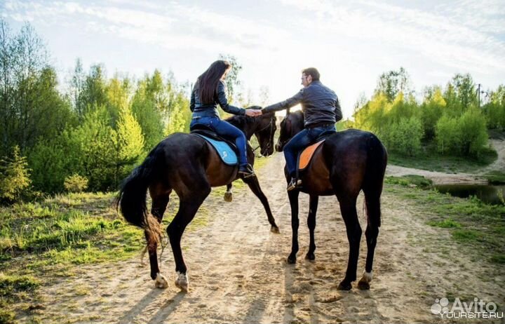 Конные прогулки, обучение верховой езде Лошади