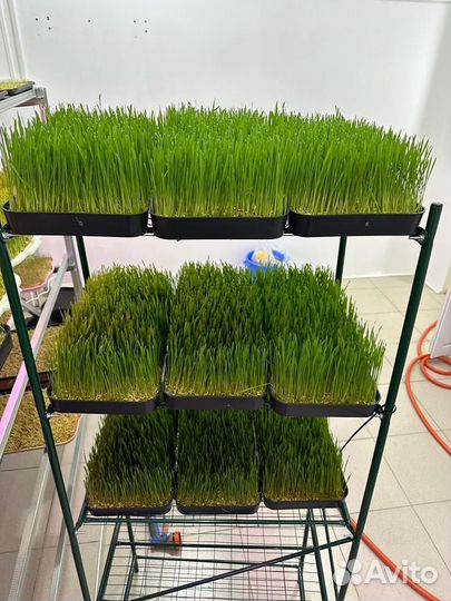 Витграсс -целебный сок из ростков пшеницы