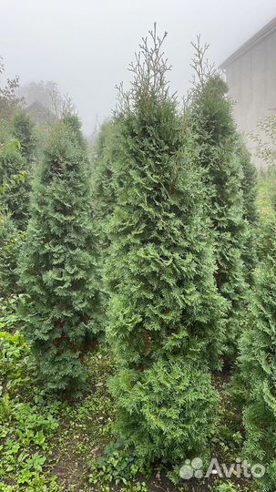 Туй, цена за шт