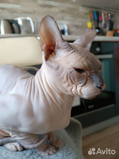 Донской сфинкс