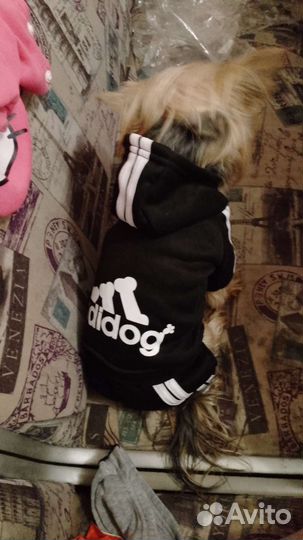 Костюм для собаки