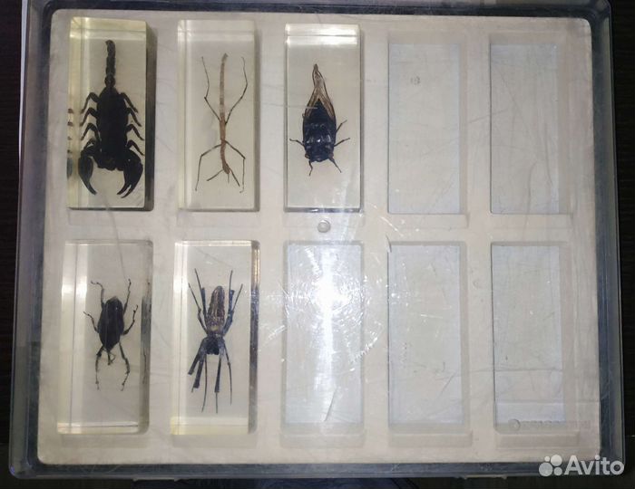 Насекомые и их знакомые Деагостини