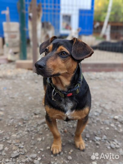 Молодой такса мальчик в дар