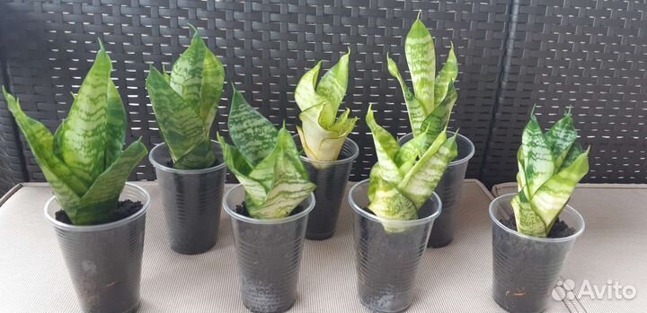 Сансевиерия Ханни