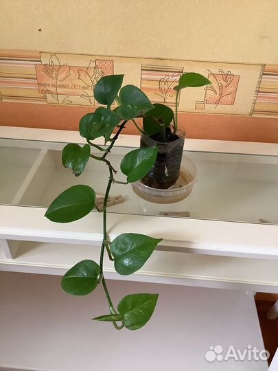 Циссус, Кливия. Фикус. Кислица