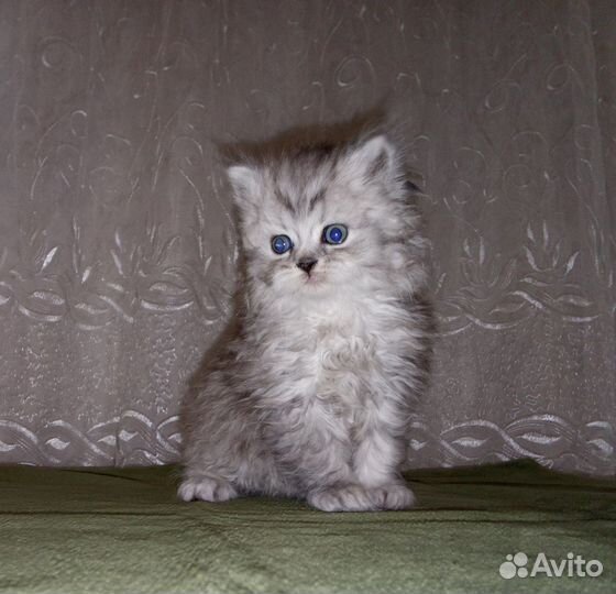 Персидские котята