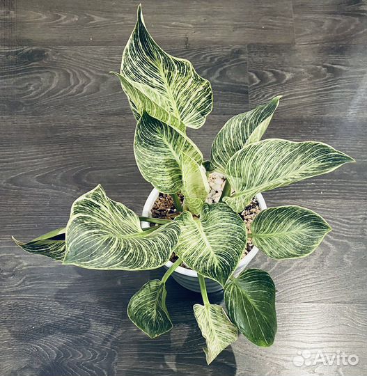 Филодендроны сортовые, кора сосны