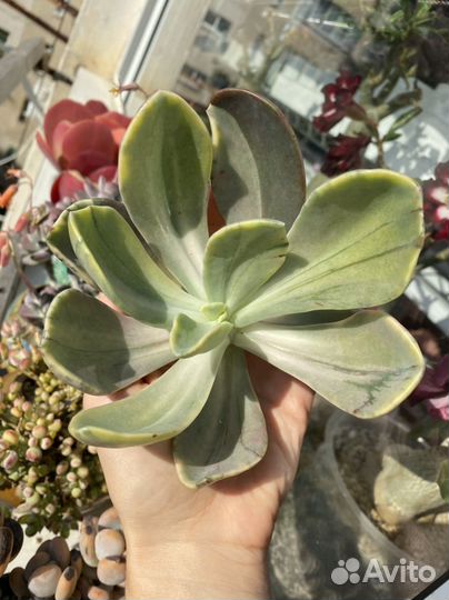 Суккуленты, вариегатные эхеверии