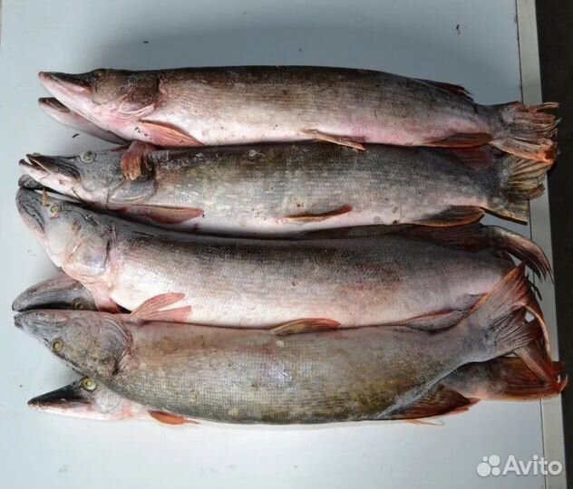Рыба щука свежая (рыбинск)