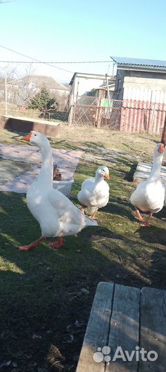 Продаю гусей