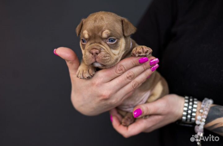 Щенки American Bully, Американский Булли