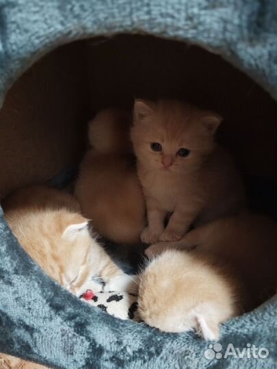 Котята в добрые руки 1 месяц