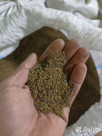 Семена люцерны