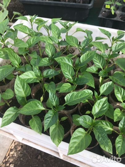 Рассада перец, огурцы, помидор