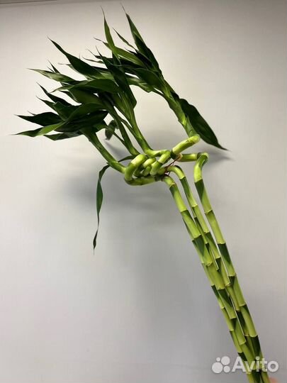 Бамбук лаки