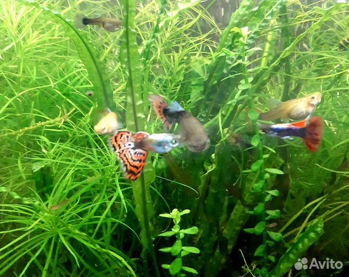 Наборы растений, рыбки, креветки