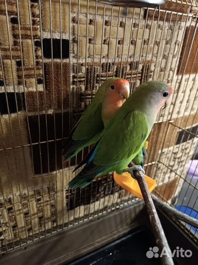 Попугаи неразлучники с клеткой