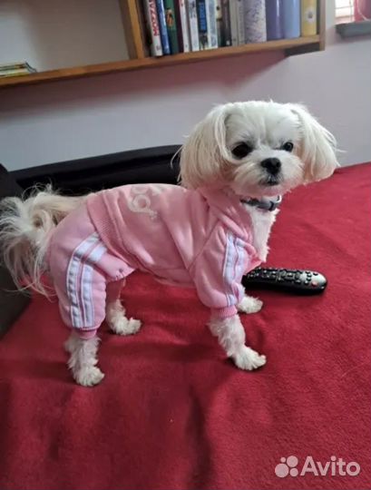 Новый костюм для собаки/кошки