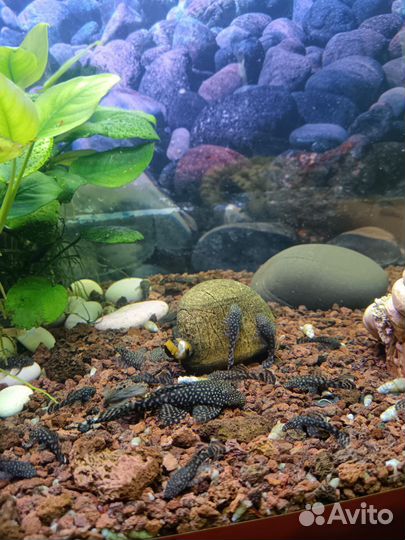 Анцитрусов сомик