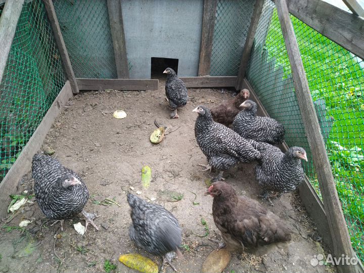 Лакеданзи / зелёное яйцо. Мехеленская кукушка