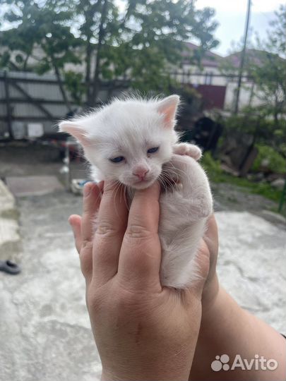 Кошка в дар бесплатно