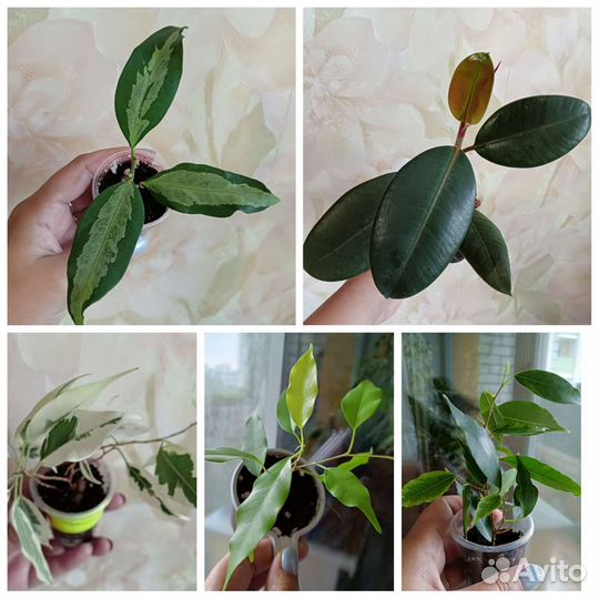 Фикусы укорененные