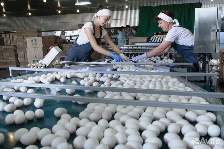 Упаковщик(ца) куриных лап Вахта Проживание