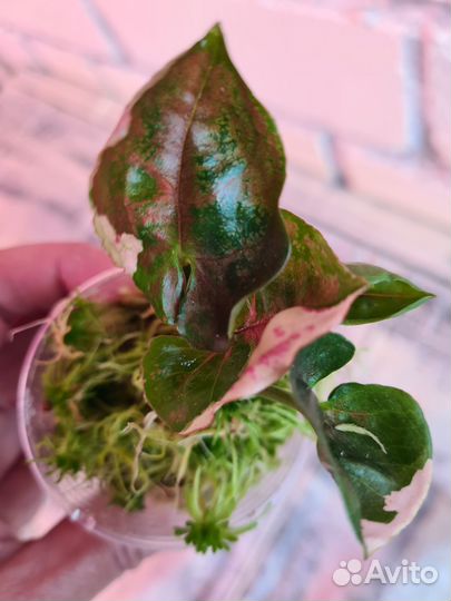 Сингониумы сортовые